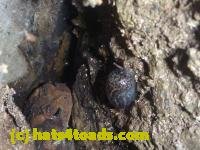 /home//u458753944/public_html/sourcegallery///////////Toads/P10/P1080276.JPG