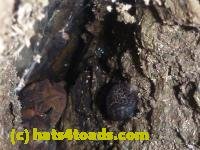 /home//u458753944/public_html/sourcegallery///////////Toads/P10/P1080282.JPG