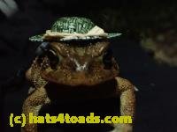 /home//u458753944/public_html/sourcegallery///////////Toads/P10/PA100089.JPG