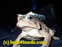 /home//u458753944/public_html/sourcegallery///////////Toads/P10/PA100091.JPG