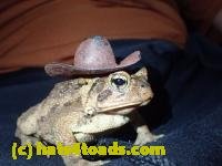 /home//u458753944/public_html/sourcegallery///////////Toads/P10/PA100094.JPG