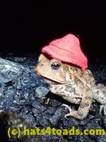 /home//u458753944/public_html/sourcegallery///////////Toads/P50/P5050015.JPG