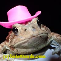 /home//u458753944/public_html/sourcegallery///////////Toads/P62/P6220192.JPG
