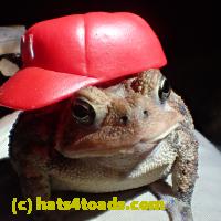 /home//u458753944/public_html/sourcegallery//////////Best/mario.JPG