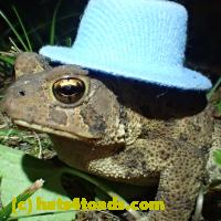 /home//u458753944/public_html/sourcegallery//////////Toads/P81/P8150232.JPG
