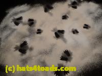 /home//u458753944/public_html/sourcegallery/////////Chickens/Kitchen/PA220160.JPG