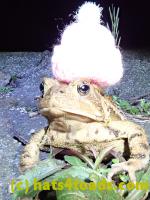 /home//u458753944/public_html/sourcegallery/////////Toads/P40/P4050368.JPG