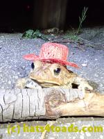 /home//u458753944/public_html/sourcegallery/////////Toads/P40/P4050387.JPG