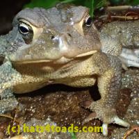 /home//u458753944/public_html/sourcegallery/////////Toads/P51/P5150019.JPG