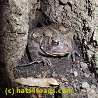 /home//u458753944/public_html/sourcegallery/////////Toads/P60/P6090695.JPG