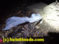 /home//u458753944/public_html/sourcegallery/////////Toads/P81/P8140062.JPG