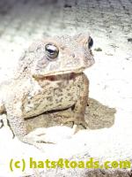 /home//u458753944/public_html/sourcegallery/////////Toads/P81/P8170137.JPG