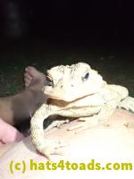 /home//u458753944/public_html/sourcegallery/////////Toads/P82/P8200379.JPG