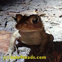 /home//u458753944/public_html/sourcegallery////////Toads/P06/PA060121.JPG