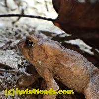 /home//u458753944/public_html/sourcegallery////////Toads/P06/PA070131.JPG