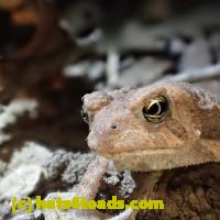 /home//u458753944/public_html/sourcegallery////////Toads/P06/PA070133.JPG