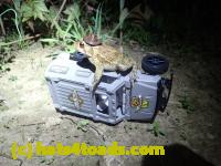 /home//u458753944/public_html/sourcegallery////////Toads/P42/P4280749.JPG