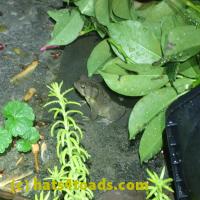 /home//u458753944/public_html/sourcegallery////////Toads/P51/P5150017.JPG