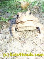 /home//u458753944/public_html/sourcegallery////////Toads/P82/P8200366.JPG