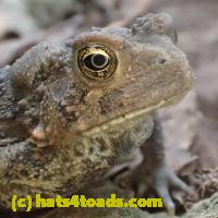 /home//u458753944/public_html/sourcegallery////////Toads/P91/P9170062.JPG