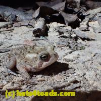 /home//u458753944/public_html/sourcegallery///////Toads/P06/PA060110.JPG