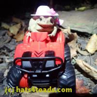 /home//u458753944/public_html/sourcegallery///////Toads/P06/PA070145.JPG