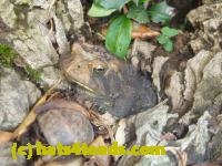 /home//u458753944/public_html/sourcegallery///////Toads/P11/P1120704.JPG