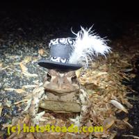 /home//u458753944/public_html/sourcegallery///////Toads/P51/P5100426.JPG