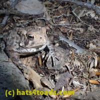 /home//u458753944/public_html/sourcegallery///////Toads/P60/P6040670.JPG