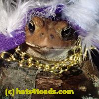/home//u458753944/public_html/sourcegallery///////Toads/P60/P6050680.JPG