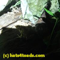 /home//u458753944/public_html/sourcegallery///////Toads/P62/P6220178.JPG