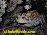 /home//u458753944/public_html/sourcegallery///////Toads/P80/P8031001.JPG