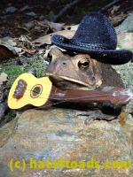 /home//u458753944/public_html/sourcegallery///////Toads/P81/P8130035.JPG