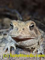 /home//u458753944/public_html/sourcegallery///////Toads/P81/P8130044.JPG
