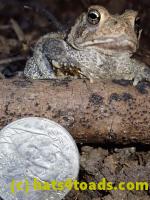 /home//u458753944/public_html/sourcegallery///////Toads/P81/P8130050.JPG