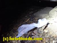 /home//u458753944/public_html/sourcegallery///////Toads/P81/P8140061.JPG