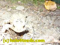 /home//u458753944/public_html/sourcegallery///////Toads/P81/P8190307.JPG