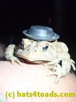 /home//u458753944/public_html/sourcegallery///////Toads/P82/P8200381.JPG