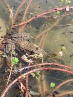 /home//u458753944/public_html/sourcegallery///////other/pond/buzzsaw/IMG_20240426_113225146.jpg