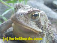 /home//u458753944/public_html/sourcegallery//////Toads/P11/P1100182.JPG