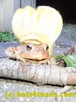 /home//u458753944/public_html/sourcegallery//////Toads/P40/P4050380.JPG