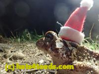 /home//u458753944/public_html/sourcegallery//////Toads/P42/P4220110.JPG