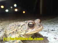 /home//u458753944/public_html/sourcegallery//////Toads/P42/P4280758.JPG