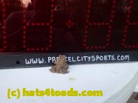 /home//u458753944/public_html/sourcegallery//////Toads/P42/P4290769.JPG
