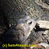/home//u458753944/public_html/sourcegallery//////Toads/P62/P6200711.JPG