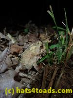 /home//u458753944/public_html/sourcegallery//////Toads/P80/P8030990.JPG