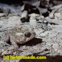 /home//u458753944/public_html/sourcegallery/////Toads/P06/PA060109.JPG