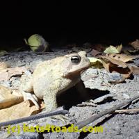 /home//u458753944/public_html/sourcegallery/////Toads/P06/PA070141.JPG