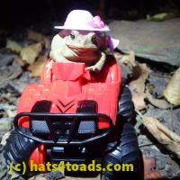 /home//u458753944/public_html/sourcegallery/////Toads/P06/PA070146.JPG