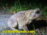 /home//u458753944/public_html/sourcegallery/////Toads/P11/P1100071.JPG